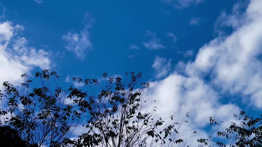 Looking up through tree and blue sky