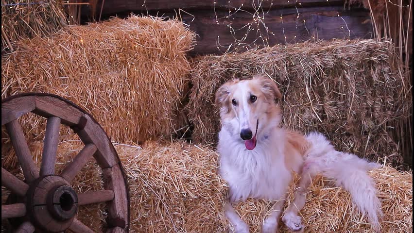 A Russian greyhound lies on bales of straw against a backdrop of a garland of lights and a cart wheel