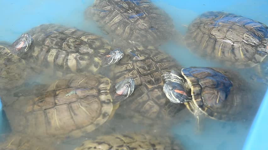 Red eared slider or Trachemys scripta elegans swimming back and forth in the water.