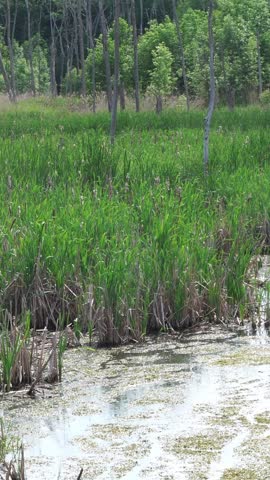 A wetland area with tall grasses and cattails, surrounded by a dense forest under a bright sky.