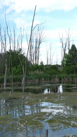 Dead trees and reeds in a swamp under a cloudy sky. Deadwood and aquatic plants cover the murky water surface