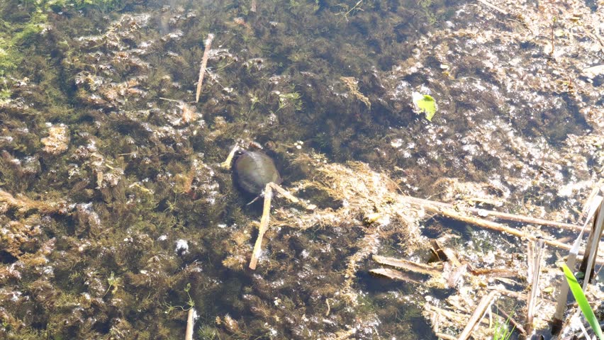 A small turtle surfaces in murky pond water filled with algae and plant debris