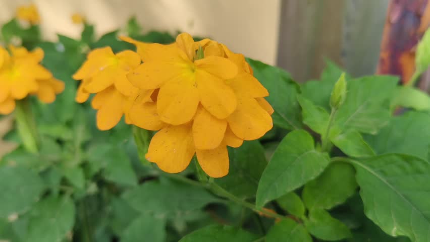Yellow Garden Flowers Blooming in Natural Sunlight Close Up