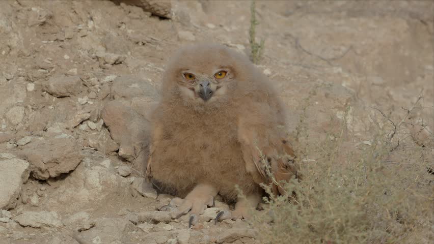 An eagle owl chick stands on rocky desert ground, slowly turning its head to look around with alert, curious eyes.