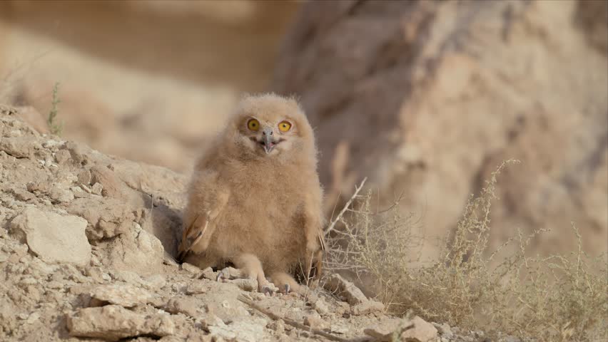 A frontal close-up portrait of a baby eagle owl chick highlights its wide curious eyes, open beak, and soft downy feathers.