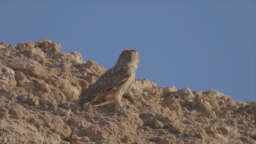 An eagle owl stands alert and vigilant atop a rocky desert ridge, silhouetted against a clear blue sky.
