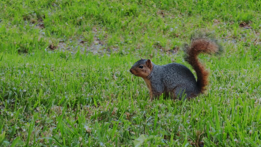 Eastern gray squirrel standing in green grass while searching for food in a natural park environment. Small wild mammal captured outdoors during spring in a peaceful setting.