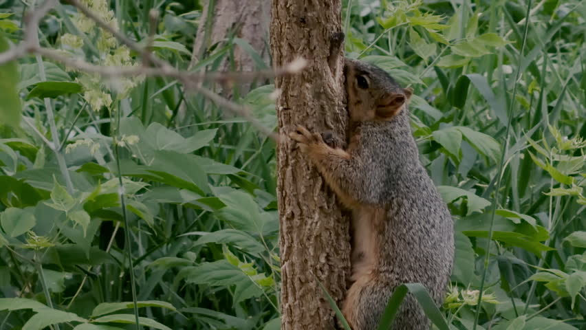 Eastern gray squirrel on tree while searching for food in a natural park environment. Small wild mammal captured outdoors during spring in a peaceful setting.