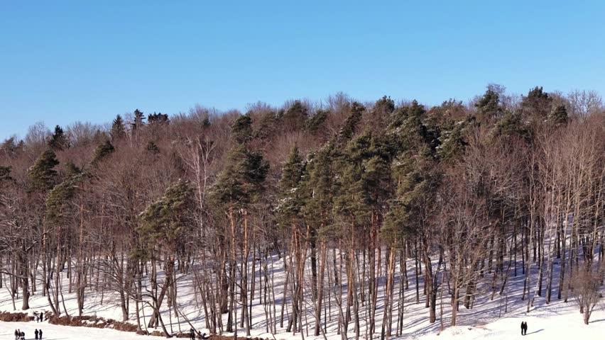 Snow-covered trees on a hillside with bright blue sky background.
