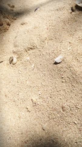 A hermit crab scurrying across the white sand.