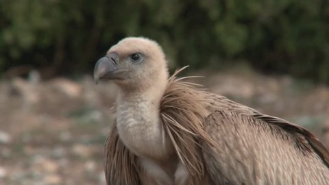 Griffon Vulture close-up