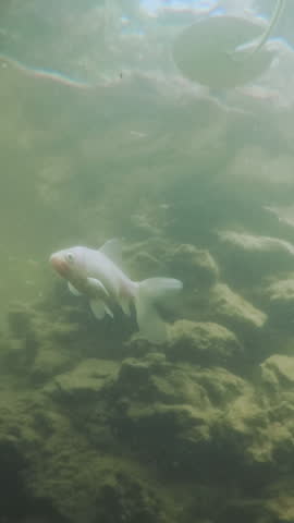 Vertical footage, Close-up of Koi fishes swimming in the pond, underwater shot