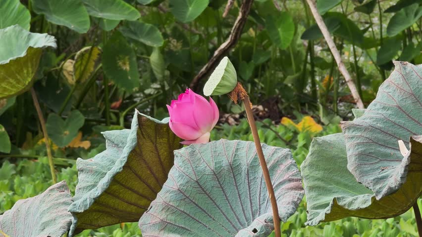 Lotus flowers and lotus leaves in the pond.