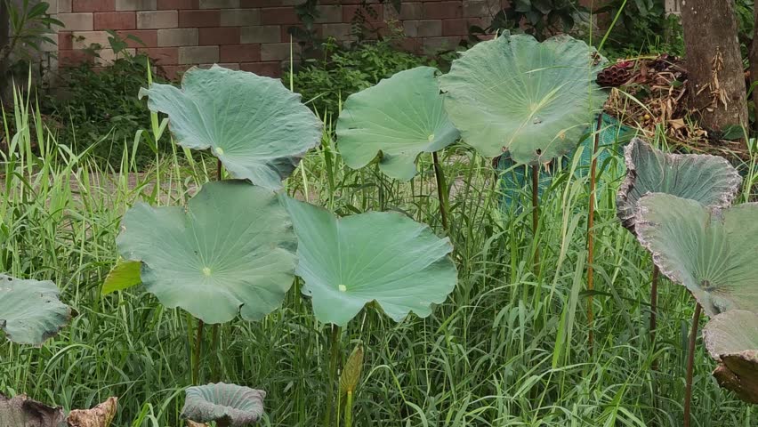 Lotus flowers and lotus leaves in the pond.
