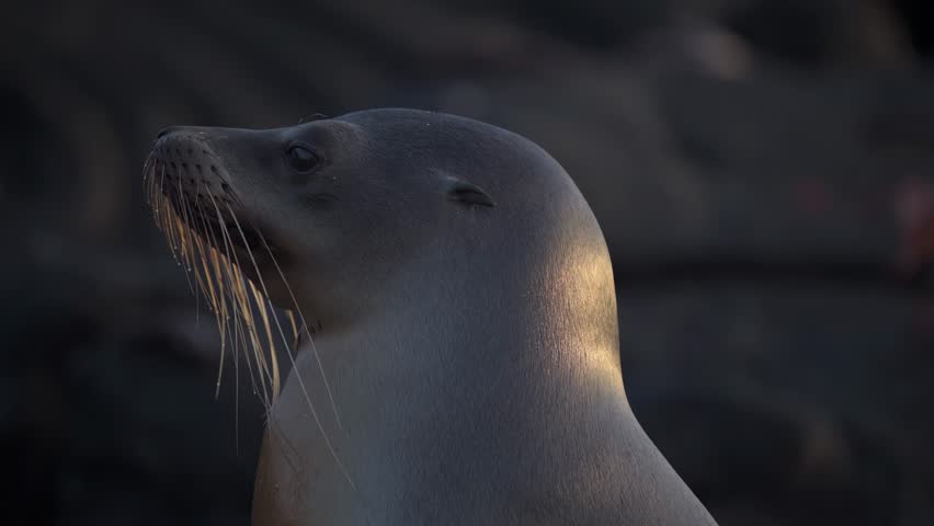 Close up profile of wet sea lion under soft sunset.