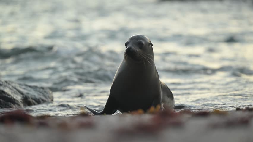 Close up profile of wet sea lion under soft sunset.