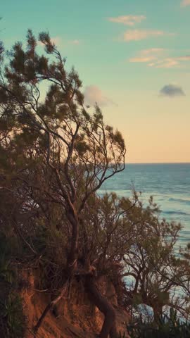 Trees on a cliff edge sway gracefully in the coastal breeze as the sun sets over the ocean.