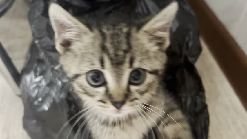 Curious tabby kitten hiding inside black plastic trash bag on floor