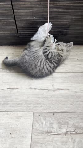 Cute grey tabby kitten playing with plastic bag on string indoors