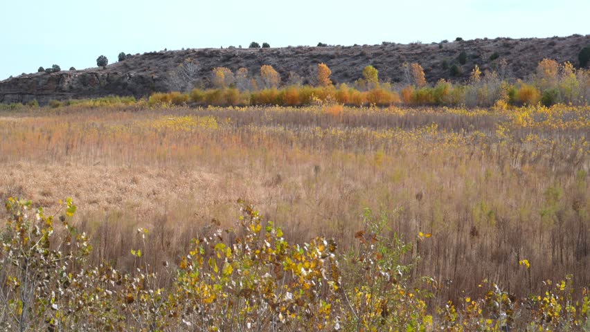 Dry temperate prairie landscape in Oklahoma during autumn. A row of deciduous trees with yellow and orange foliage extends across the background against a distant rocky mesa. The foreground is dominated by dry grasses and shrubs characteristic of the temperate prairie ecosystem. Black Mesa State Park in Oklahoma, USA 