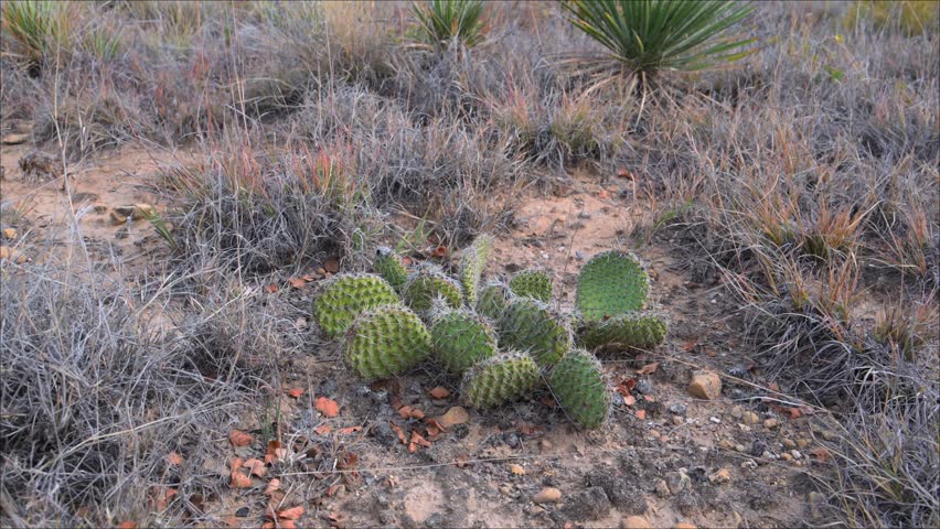 Cactus Opuntia polyacantha (Plains Prickly Pear). This cold hardy cactus species is widely distributed in regions such as Oklahoma, Colorado, and Wyoming, USA. It is characterized by a low, spreading growth habit, flattened cladodes (pads), and numerous sharp spines. Opuntia polyacantha belongs to the family Cactaceae and is well adapted to arid and semi arid environments.