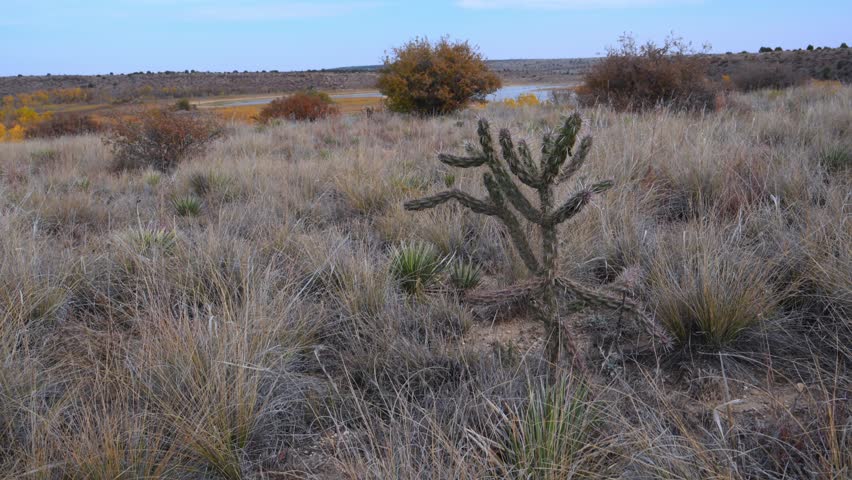 Cylindropuntia imbricata (tree cholla, cane cholla, walking stick cholla) is a species of cactus native to the southwestern United States and northern Mexico. This plant has cylindrical stem segments (joints) that are difficult to detach, unlike those of some other cholla species. It is also commonly known as the cane cactus, tree cactus, or chainlink cactus.