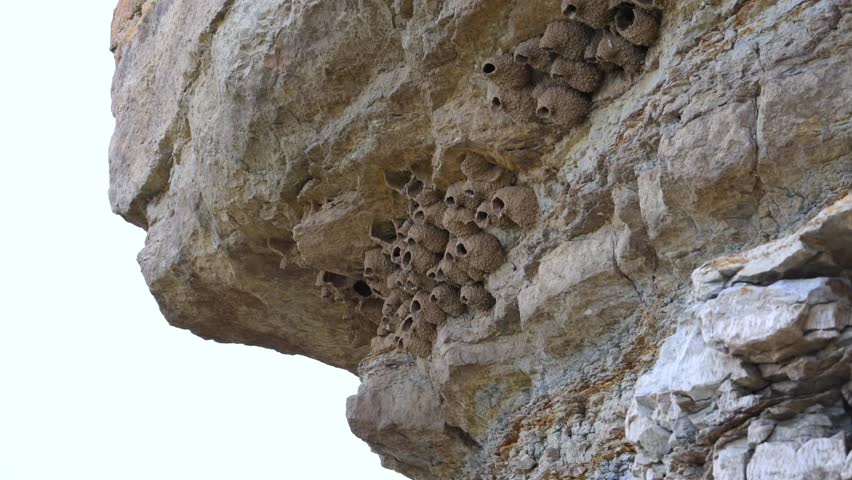 Mud nests of the sand martin Riparia riparia attached to vertical cliffs in Black Mesa State Park and Nature Preserve, Oklahoma, USA 