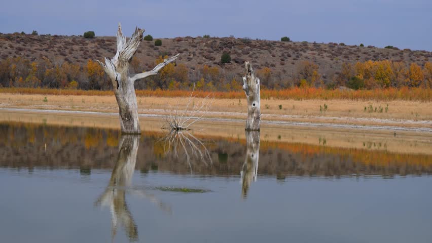 Lake Carl Etling located within Black Mesa State Park in Oklahoma, USA. The scene shows dry, dead trees standing in a desiccating lake, which is a common sight in this area during autumn. Black Mesa State Park, USA 