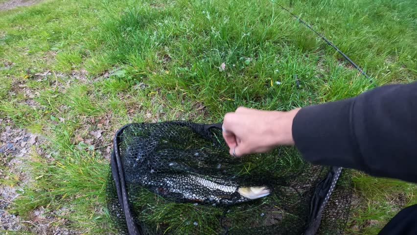 European Chub (Squalius cephalus) Fish in Landing Net on Green Grass Catch