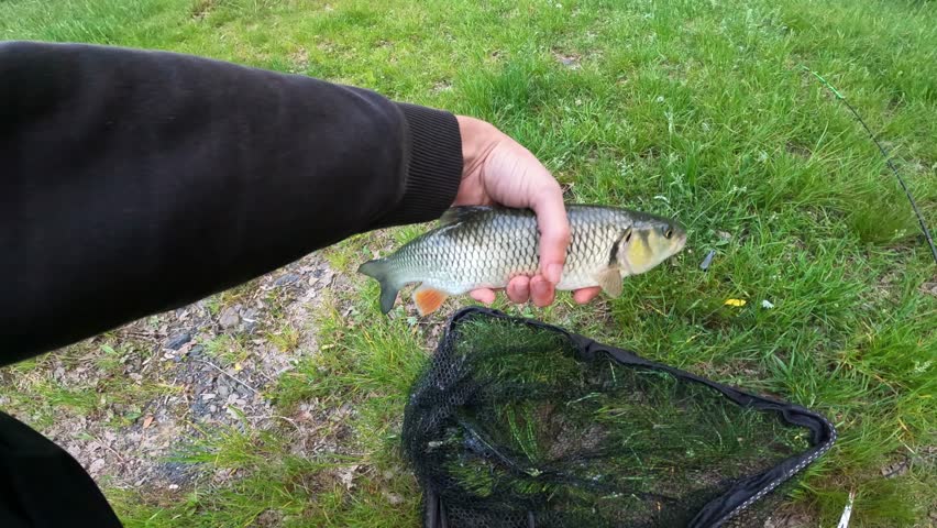 Catch and release concept. Fisherman releasing a live European chub (Squalius cephalus) back into the clear lake water to preserve nature.