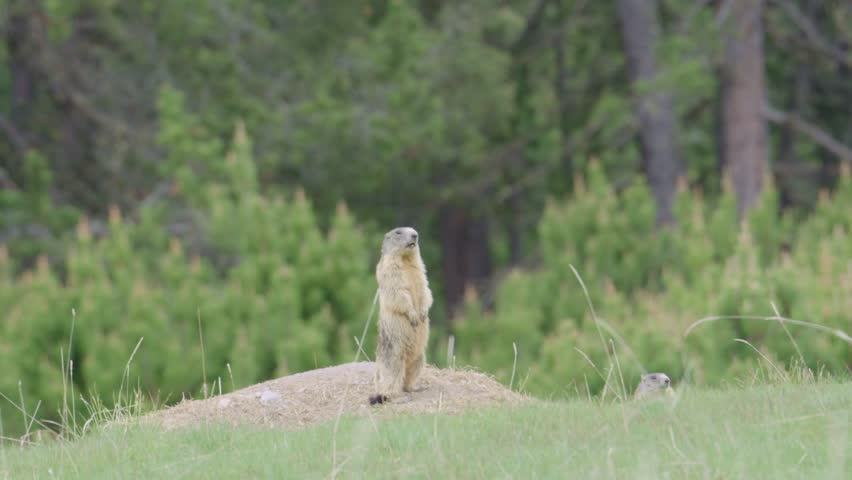 Alpine marmot standing guard on its burrow in a mountain meadow, looking for predators