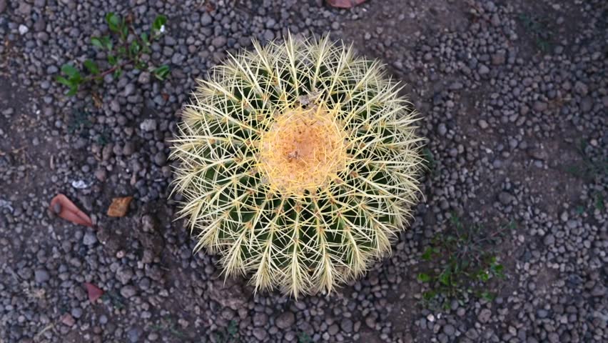 Top view of a golden barrel cactus growing in dry soil. A healthy ornamental succulent with distinctive yellow spines in a desert-style garden. Natural texture, geometric pattern, drought-resistant plant, landscaping, botany, and nature concept.
