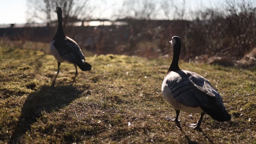 Two geese take off from grassy field and fly together through bright sky capturing powerful wing movement and natural wildlife behavior