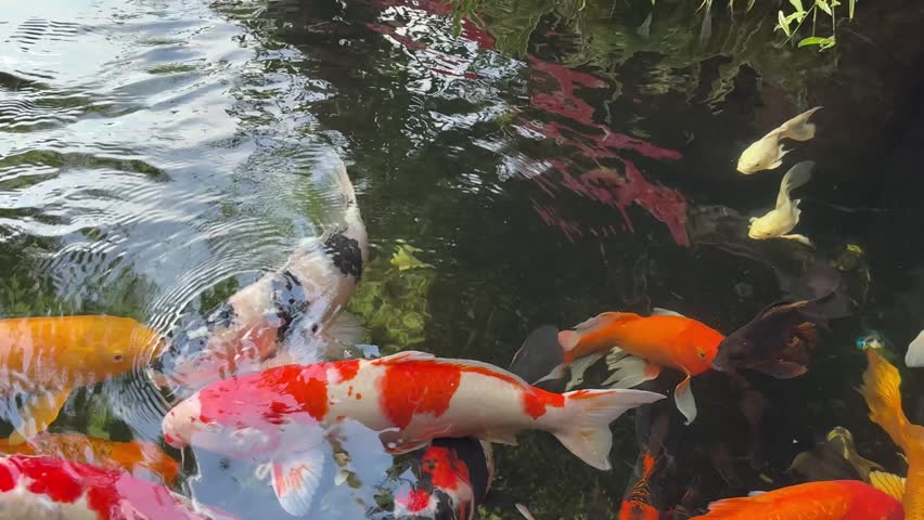 Colorful Koi Fish Swimming in Ornamental Garden Pond