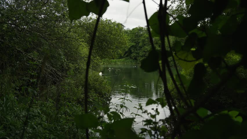 A view through the trees of swans and ducks on a wildlife reserve pond with reeds