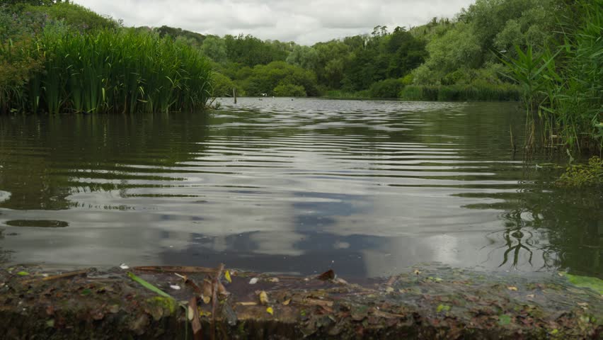 Low angle shot of pond with reeds and Ducks swimming