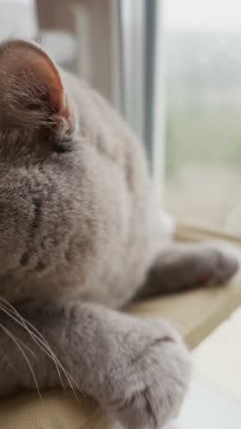 Gray cat with thick fur lies on a wooden platform near a window. The animal looks down with long white whiskers visible in the foreground. Natural light illuminates the pet indoors.