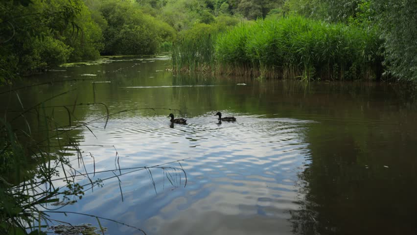 Two ducks swimming on a pond with reeds