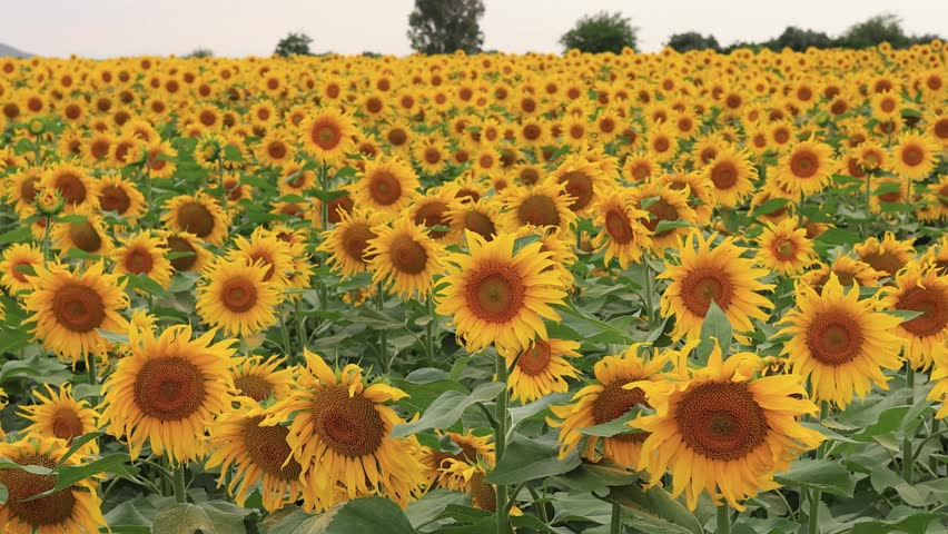 sunflowers in the sunflower field