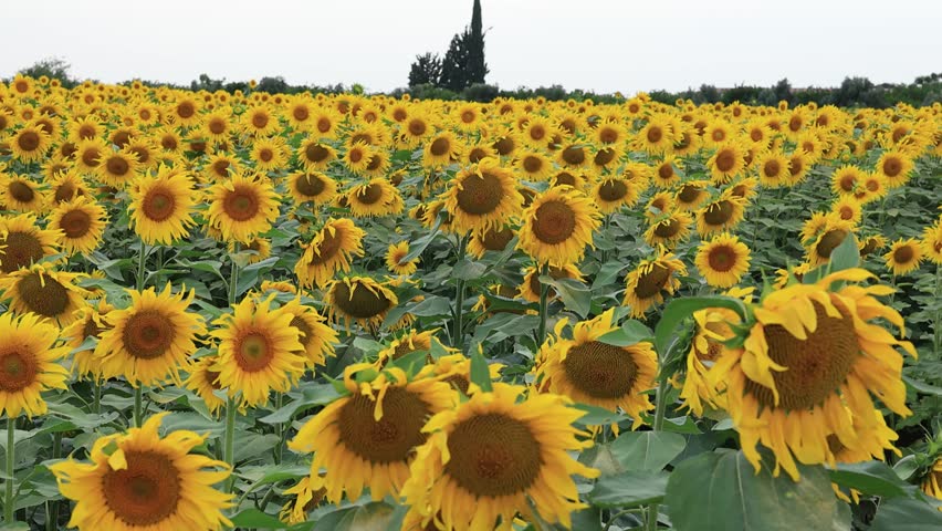 sunflowers in the sunflower field