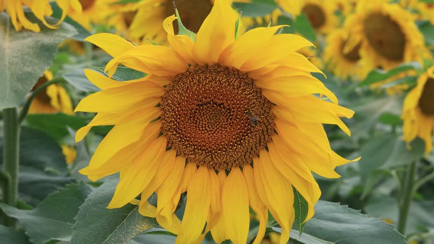 sunflowers in the sunflower field