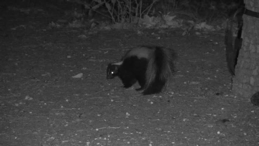 Striped Skunk Foraging at Night in Coronado National Forest Arizona