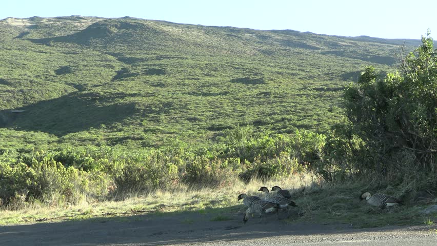 Nene Family Feeding on Mountain Slope in Haleakala National Park