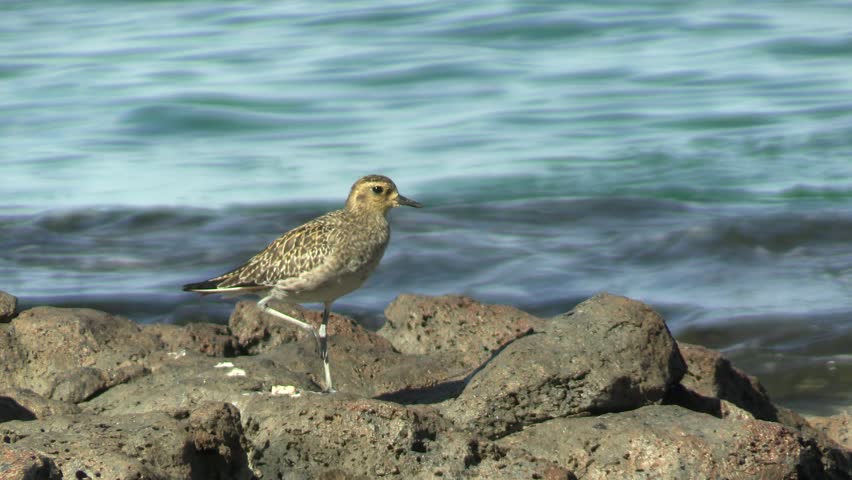 American Golden Plover Standing on Rocky Shore in Maui Hawaii