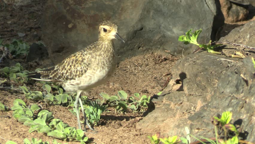 American Golden Plover Walking Across Winter Field in Maui Hawaii