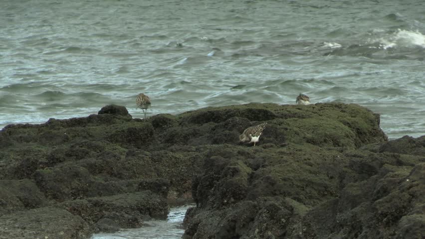 Ruddy Turnstones and American Golden Plovers Feeding on Big Island Hawaii