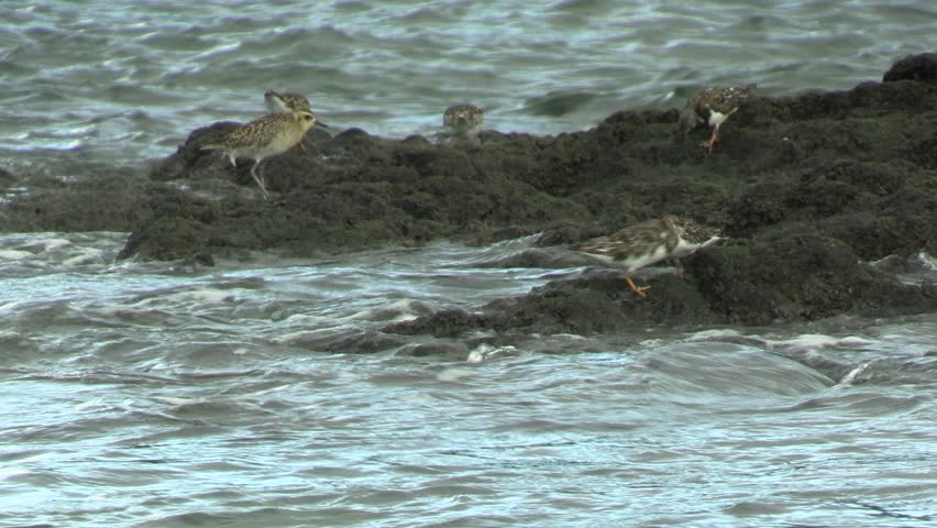 American Golden Plover with Ruddy Turnstones on Big Island Hawaii