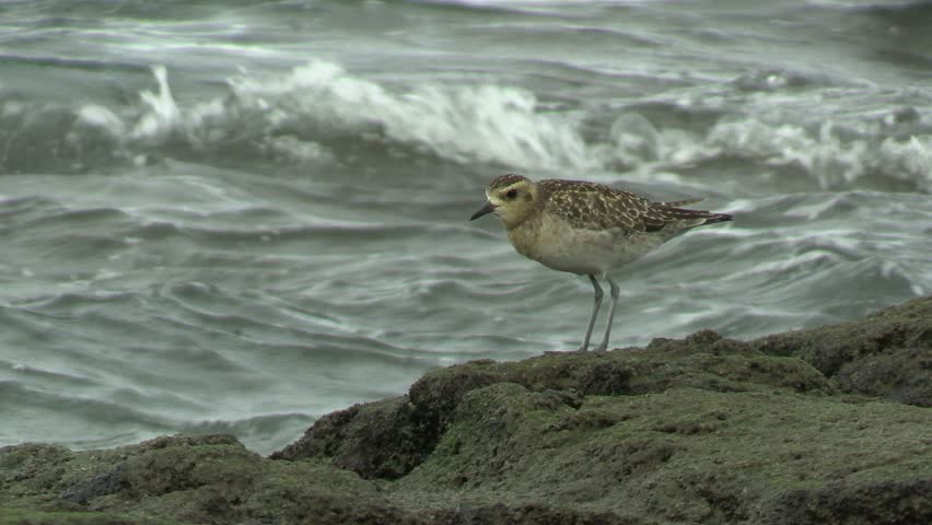 American Golden Plover Foraging on Rocky Shore of Big Island Hawaii