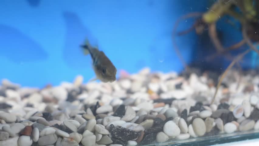 Side view of an active baby Mono Peacock Bass Cichla monoculus swimming over the gravel bottom of a freshwater aquarium.	
