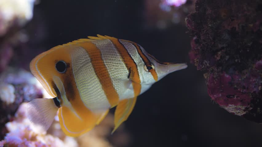Medium shot of a Copperband Butterflyfish swimming past a coral reef structure